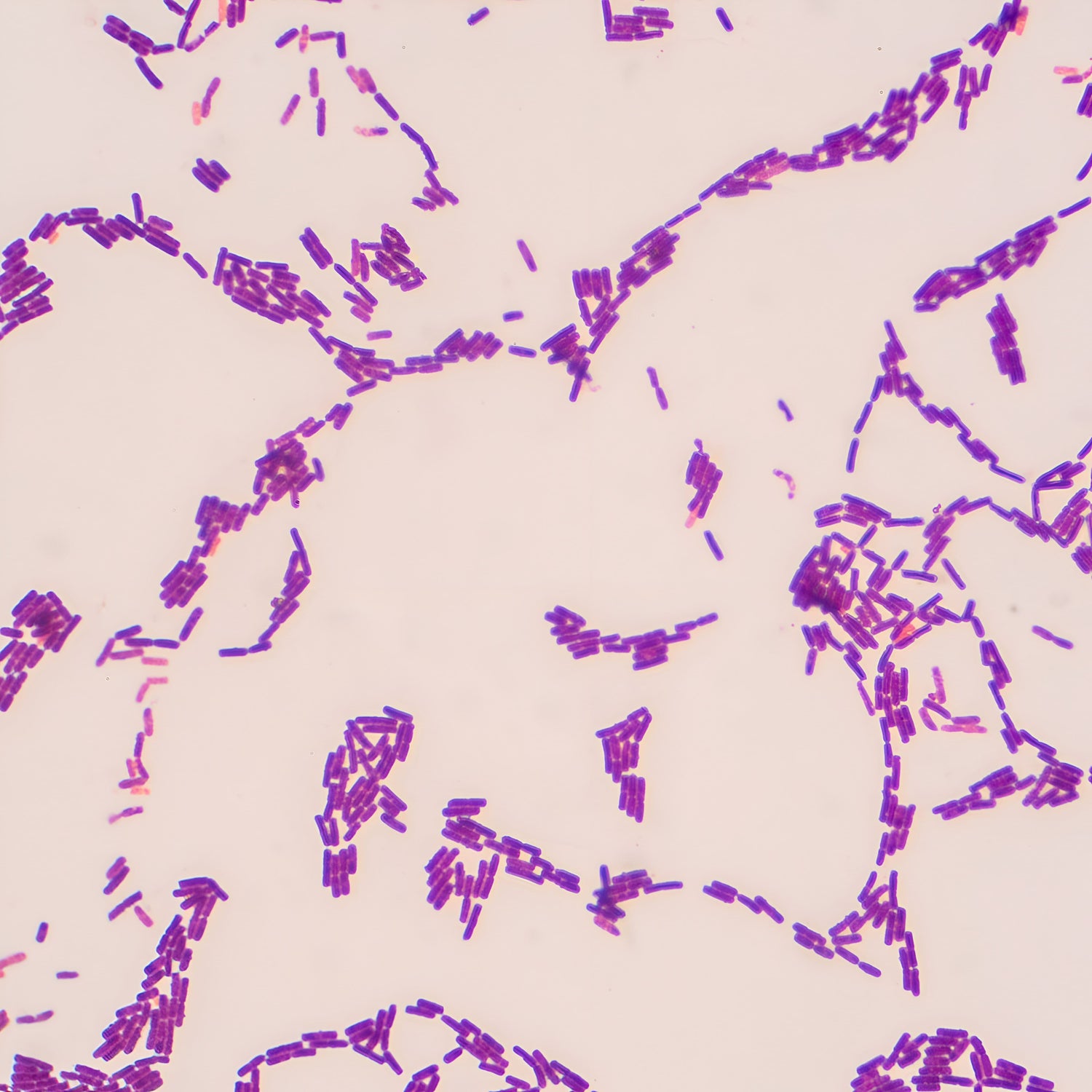A microscopic view of rod shaped bacteria colorized